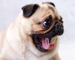 11 Things People Do That Dogs Hate