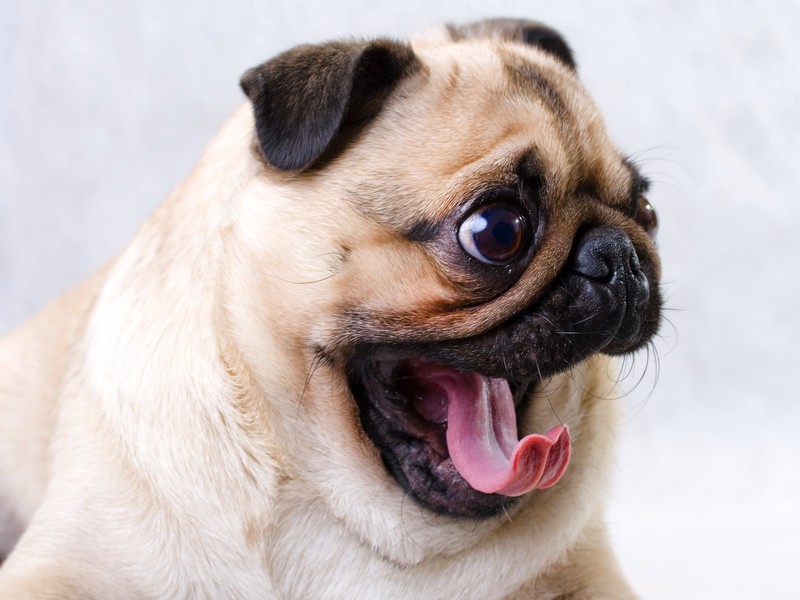 pug yawn