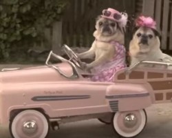 (VIDEO) OMG, Two Stylish Pugs Driving a Pink Car is Beyond Cute!