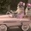 (VIDEO) OMG, Two Stylish Pugs Driving a Pink Car is Beyond Cute!