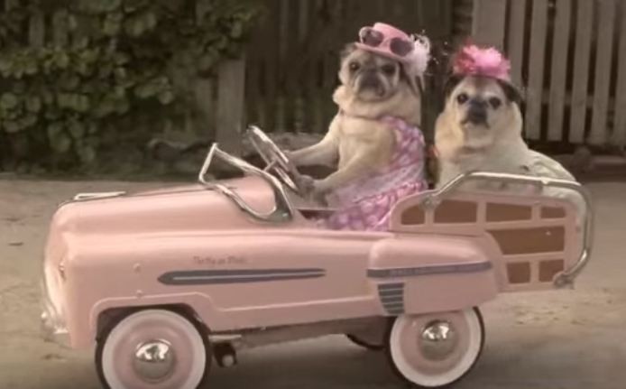 pugs drive car