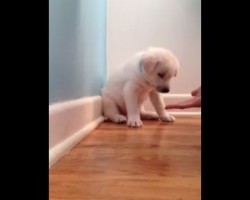 (VIDEO) Puppy is Learning Her Commands. What She Does While Being Trained? I Can’t Stop Laughing!
