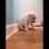 (VIDEO) Puppy is Learning Her Commands. What She Does While Being Trained? I Can’t Stop Laughing!