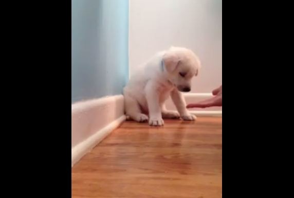 puppy falling asleep