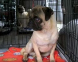 (VIDEO) 25 Pugs Are Rescued From a Puppy Mill. What Happens After That Will Make You Cry…