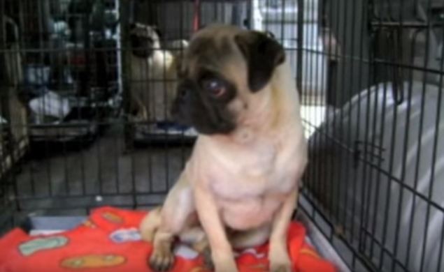 rescued pug puppy