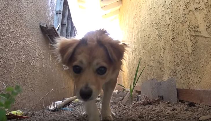 scared dog being rescued