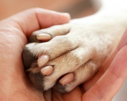 It’s Easy! Here’s How to Teach Fido to Shake Hands in Only 10 Steps: