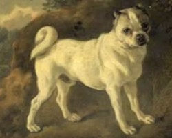 (VIDEO) Have Pugs Changed Over Time? Watch This Intriguing Video to Find Out…