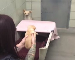 (VIDEO) This Beautiful Dog Was So Timid and Scared That She Wouldn’t Leave the Corner. Then They Tried THIS.