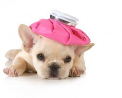 The Scary Facts Surrounding Dog Flu and What You Can Do to Protect Your Pooch