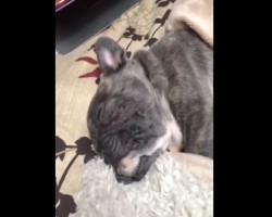 (VIDEO) 7-Week-Old Puppy is Sleeping Soundly. Now Watch the Pup’s Cheek. So Precious!