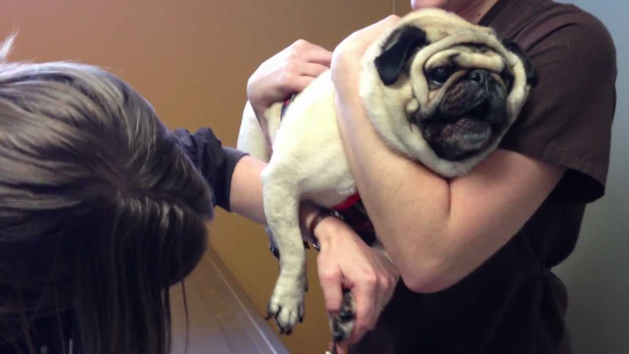trimming a pug's nails