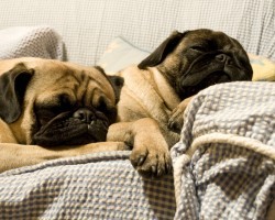 The Real Reason Why Dogs Makes Weird Noises While They Dream Will Shock You