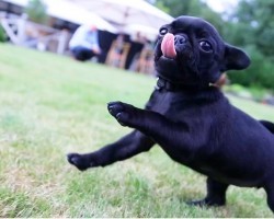 8 Reasons Why You Should NEVER Get a Pug