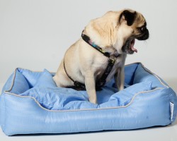 Do Dogs Really Yawn When You Yawn? The Truth Will Surprise You!