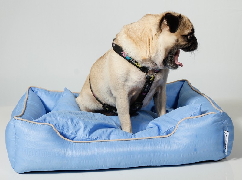 yawning pug