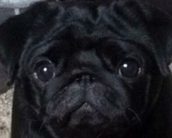 When a Pregnant Pug Goes Missing, You’ll Never Guess How This Story Ends…
