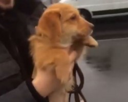 (VIDEO) He Carries His Puppy in the Rain. Keep Your Eyes on the Puppy’s Adorable Paws…
