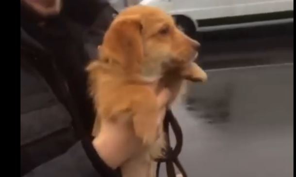 puppy swimming in the rain