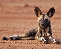 5 Things You Didn’t Know About a Rare Dog Breed Called African Wild Dogs