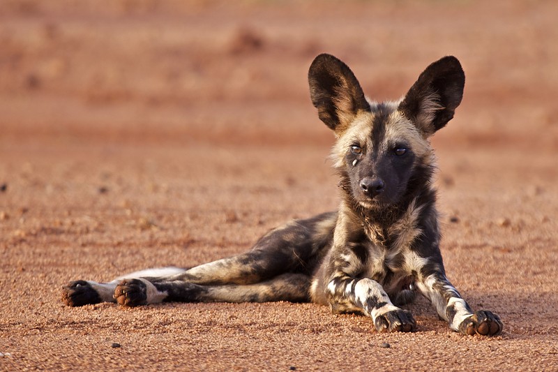 African wild dog