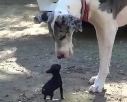 (VIDEO) Watch How an Itty Bitty Little Pup Meets New and BIG Friends! LOL!