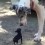 (VIDEO) Watch How an Itty Bitty Little Pup Meets New and BIG Friends! LOL!