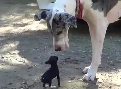 Big Dog Little Dog