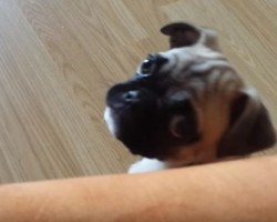 (VIDEO) Crixus the Frug Puppy is Quite the Character – Watch What Antics This Little Cutie Performs!