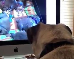 (VIDEO) Adult Pug Watching a Pug Puppy Video Cam Will Totally Make Your Day