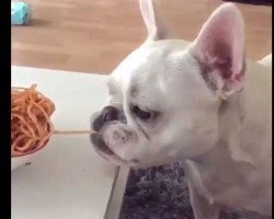 (VIDEO) Frenchie Sees Yummy Spaghetti on the Table. Now Watch to See How He Gets a Bite…