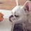 (VIDEO) Frenchie Sees Yummy Spaghetti on the Table. Now Watch to See How He Gets a Bite…