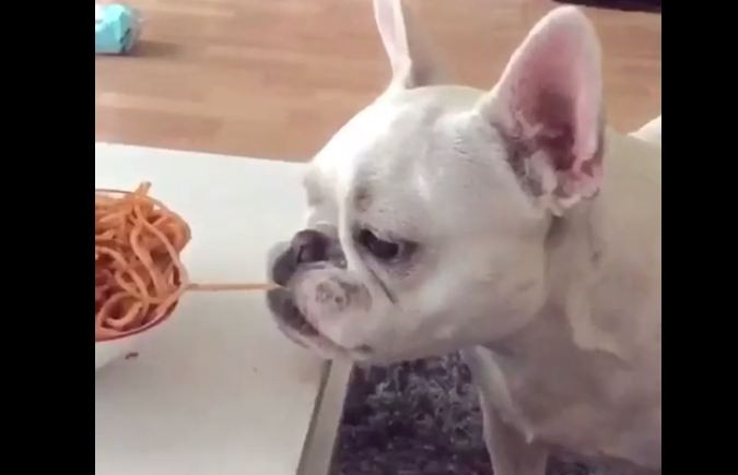 Frenchie eating spaghetti
