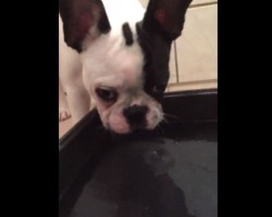 (VIDEO) Puzzled Puppy Looks Into the Water. Now Keep an Eye on His Paws… OMG!