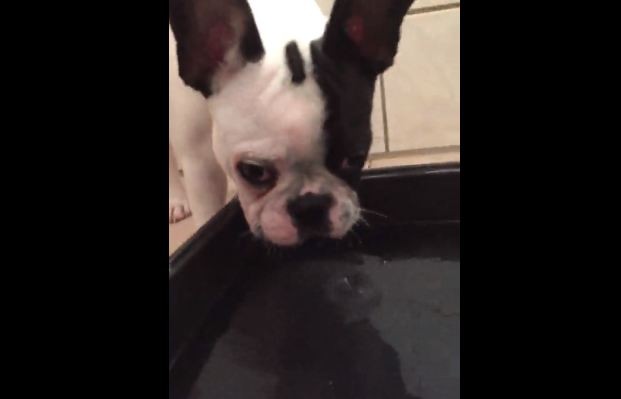 Frenchie looking into the water