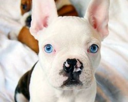 5 French Bulldog Mixes You’ve Never Heard of Before. The Last One is too Cute for Words.