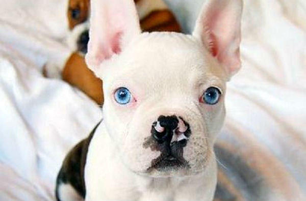 Frenchie mix