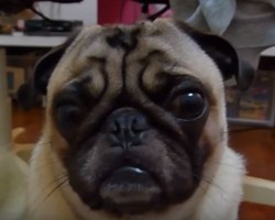 (VIDEO) When This Pug Gets Lectured, How He Responds Will Break Your Heart!