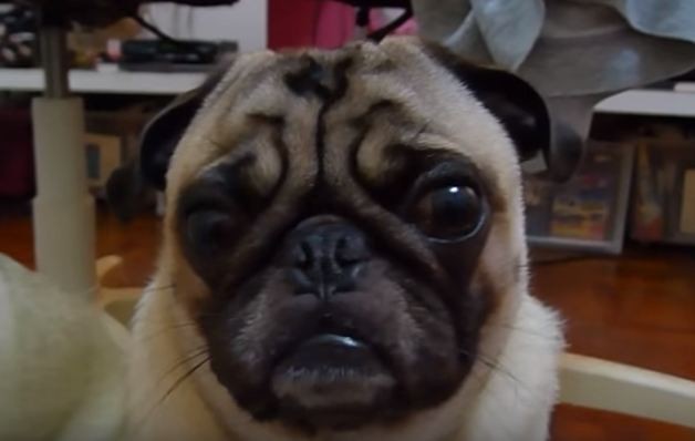 Jack Jack the Pug gets lectured