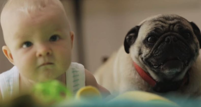 Pug and baby