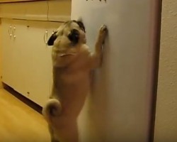 (VIDEO) Pug Does NOT Like Something on the Fridge. When You Find Out What it Is? Get Ready to LOL!