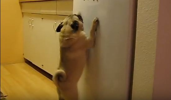 Pug jumps up on the fridge