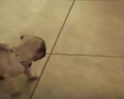 (VIDEO) Watch How a Pug Puppy Has the Most Adorable Play Session Ever With His Ball
