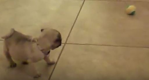 Pug playing with ball