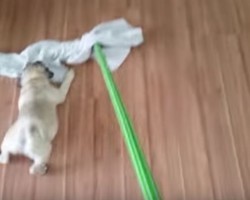 (VIDEO) Mom is Trying to Clean Her Floor. What This Pug Puppy Does to Help? Hilarious!
