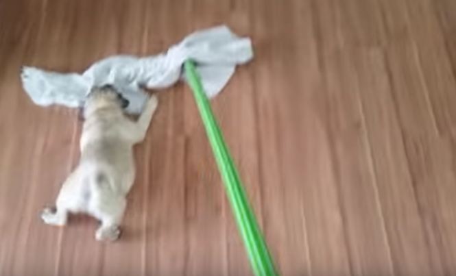 Pug puppy helps with cleaning