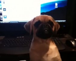 (VIDEO) Sweet Pug Puppy is Upset She Can’t Get to Mom. How She Whines? Be Still My Heart!