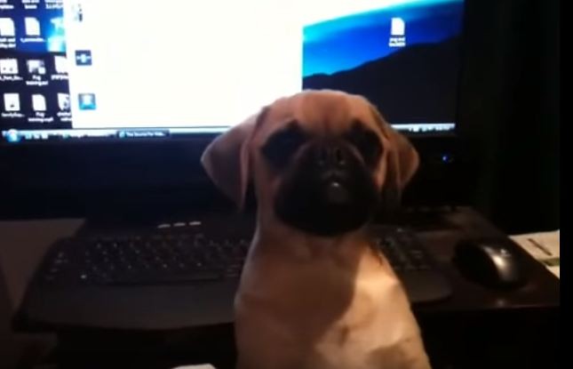 Pug puppy wants her mom