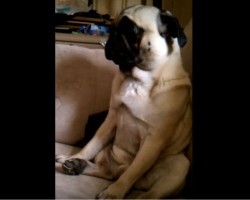 (VIDEO) Pug is Sitting Around Watching TV. What Happens Next? I Still Can’t Believe It!